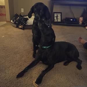 Meet your Posher, Dawn